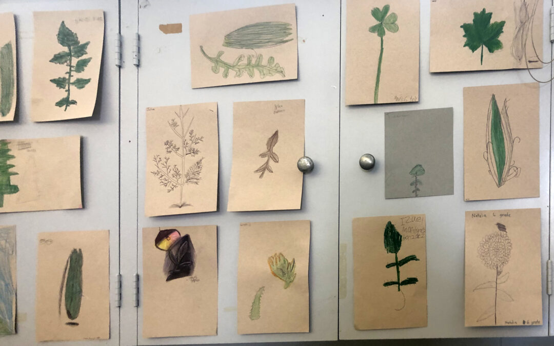 Lemon Grove Elementary Botanical Contour Drawing