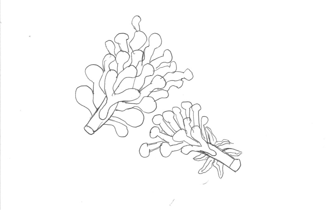 OVSD Botanical Contour Drawing